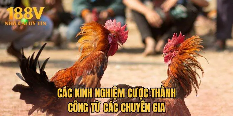 Các kinh nghiệm cược thành công từ các chuyên gia