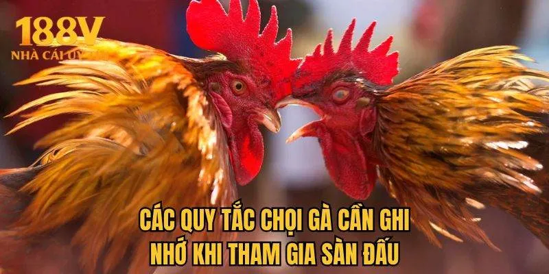 Các quy tắc chọi gà cần ghi nhớ khi tham gia sàn đấu