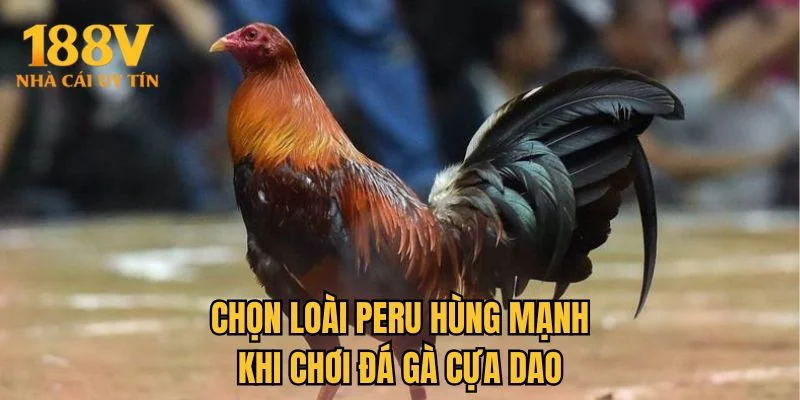 Chọn loài Peru hùng mạnh khi chơi đá gà cựa dao