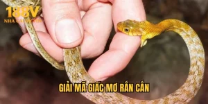 Giải Mã Giấc Mơ Rắn Cắn